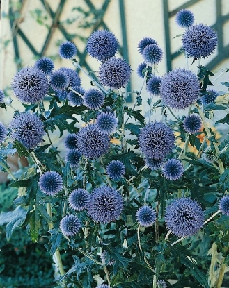 Picture of Echinops - Ritro